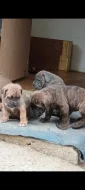Cane Corso štěňata