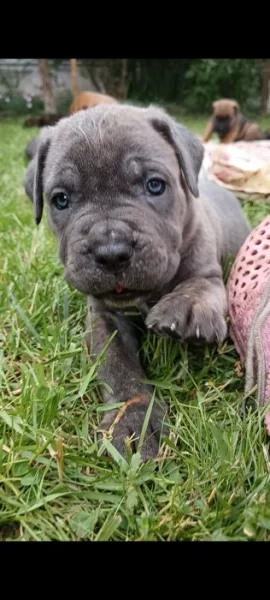 Cane Corso štěňata