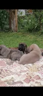 Cane Corso štěňata