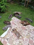 Cane Corso štěňata