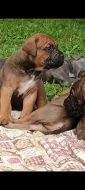 Cane Corso štěňata