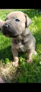 Cane Corso štěňata