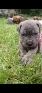 Cane Corso štěňata
