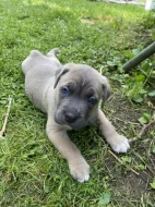 Cane Corso štěňata