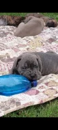 Cane Corso štěňata
