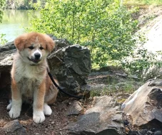 Akita inu s PP