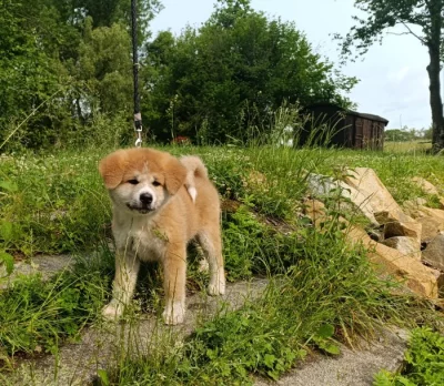 Akita inu s PP