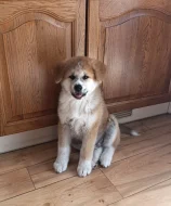 Akita inu s PP