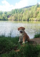 Akita inu s PP
