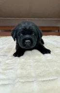 Labradorský Retriever s PP