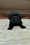 Labradorský Retriever s PP