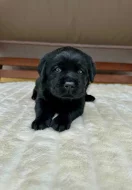 Labradorský Retriever s PP