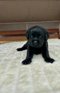Labradorský Retriever s PP