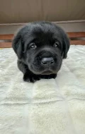 Labradorský Retriever s PP