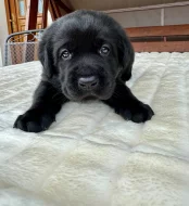 Labradorský Retriever s PP