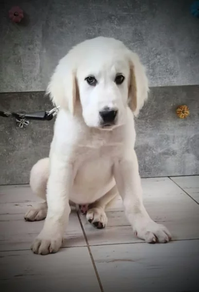 Štěňata SAO Středoasijský pastevecký pes