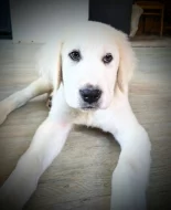 Štěňata SAO Středoasijský pastevecký pes