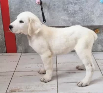 Štěňata SAO Středoasijský pastevecký pes