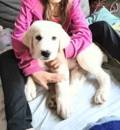 Štěňata SAO Středoasijský pastevecký pes