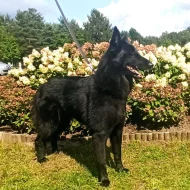 Štěňátka Belgického ovčáka Groenendael s PP