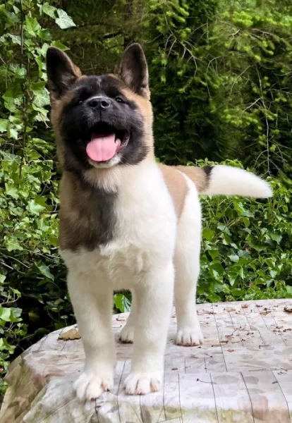 Americká Akita fenka s PP