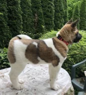Americká Akita fenka s PP