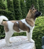 Americká Akita fenka s PP