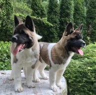 Americká Akita fenka s PP