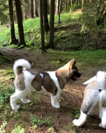 Americká Akita fenka s PP