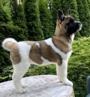 Americká Akita fenka s PP