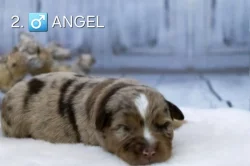 Miniaturní americký ovčák