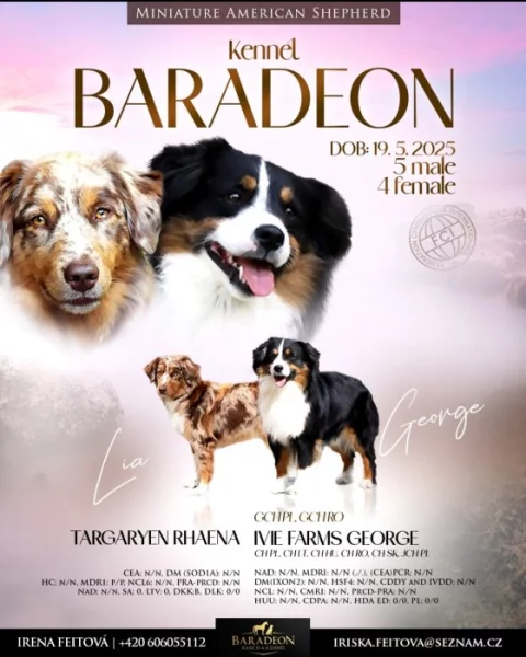 Miniaturní americký ovčák