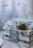 Miniaturní americký ovčák