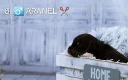 Miniaturní americký ovčák