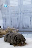 Miniaturní americký ovčák