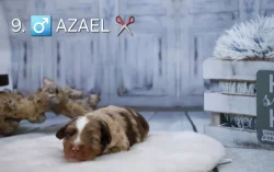 Miniaturní americký ovčák