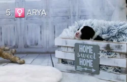 Miniaturní americký ovčák