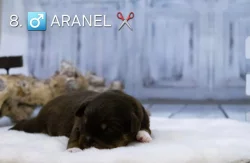 Miniaturní americký ovčák