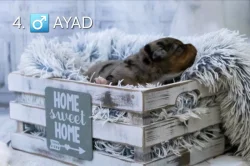 Miniaturní americký ovčák