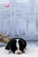 Miniaturní americký ovčák