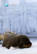 Miniaturní americký ovčák