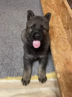 Štěňata německého ovčáka s PP