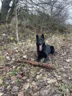 Štěňata německého ovčáka s PP