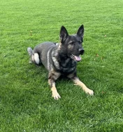 Štěňata německého ovčáka s PP