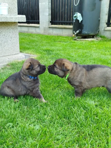 Štěňata německého ovčáka s PP