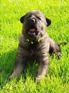 Štěňata německého ovčáka s PP