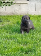 Štěňata německého ovčáka s PP