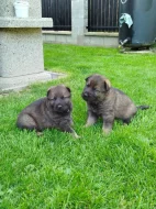 Štěňata německého ovčáka s PP
