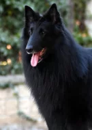 Belgický ovčák - Groenendael