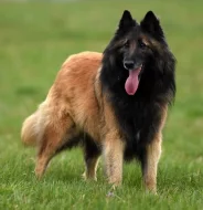 Belgický ovčák - Groenendael